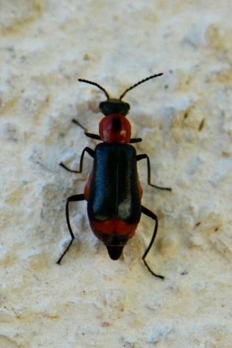 Attalus minimus